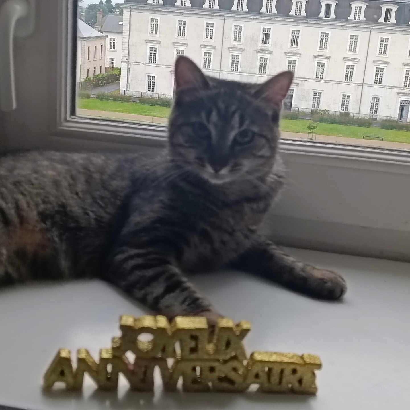 Cooper participe au concours pour gagner de l'argent avec cette photo : abyssinian, angora, animal, architecture, building, cat, city, egyptiancat, game, kitten, manx, number, officebuilding, pet, symbol, text, toy, urban, window, windowsill