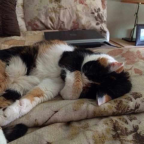 Harley joined the competition — help win amazing prizes!