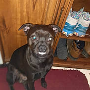 Milo joined the competition — help win amazing prizes! dog, black_dog, indoor, carpet, wooden_furniture, shoe_rack, shoes, flash, glowing_eyes, pet, animal, sitting, floor, brown, canine, domestic_animal, cute, funny_expression, fur, ears