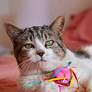 Bianca a rejoint le concours — aidez-le/la à gagner de superbes lots ! cat, tabby_cat, white_cat, pet, animal, toy_mouse, ribbons, pink_bedspread, closeup, indoor, relaxed, feline, whiskers, paw, green_eyes, cute, domestic_cat, playful, soft_focus, cozy