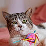 cat, tabby_cat, white_cat, pet, animal, toy_mouse, ribbons, pink_bedspread, closeup, indoor, relaxed, feline, whiskers, paw, green_eyes, cute, domestic_cat, playful, soft_focus, cozy