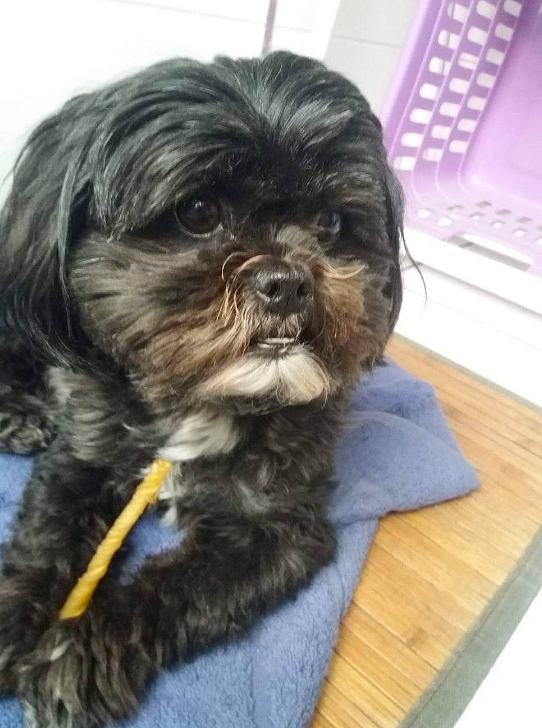 Tao a rejoint le concours — aidez-le/la à gagner de superbes lots ! canidae, carnivore, companion_dog, dog, dog_breed, dog_supply, fur, hair, hardwood, head, liver, maltepoo, non_sporting_group, shih_poo, shih_tzu, snout, sporting_group, terrestrial_animal, toy_dog, working_animal