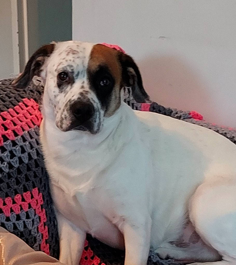 Louie joined the competition — help win amazing prizes! bored, canidae, carnivore, collar, comfort, companion_dog, dog, dog_breed, fawn, fur, paw, pug, puppy_love, snout, sporting_group, toy_dog, whiskers, window, working_animal, wrinkle