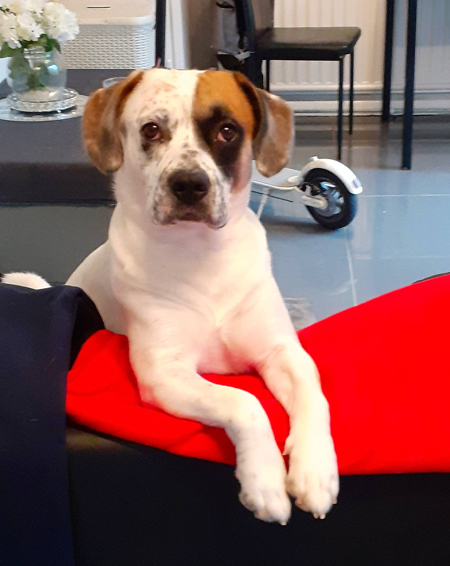 Louie joined the competition — help win amazing prizes! carnivore, chair, collar, companion_dog, dog, dog_breed, dog_collar, fawn, flooring, flowerpot, fur, hardwood, houseplant, luggage_and_bags, plant, snout, tail, white, working_animal, working_dog