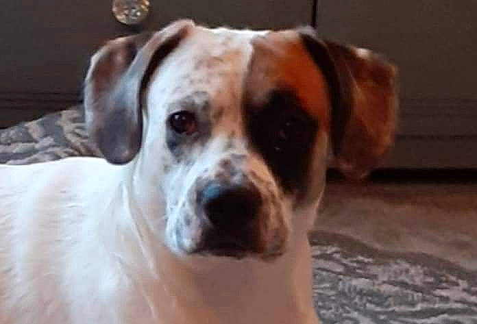 Louie joined the competition — help win amazing prizes! ancient_dog_breeds, carnivore, collar, companion_dog, dog, dog_breed, dog_collar, dog_supply, hound, hunting_dog, non_sporting_group, pet_supply, snout, terrestrial_animal, water, whiskers, working_animal, working_dog