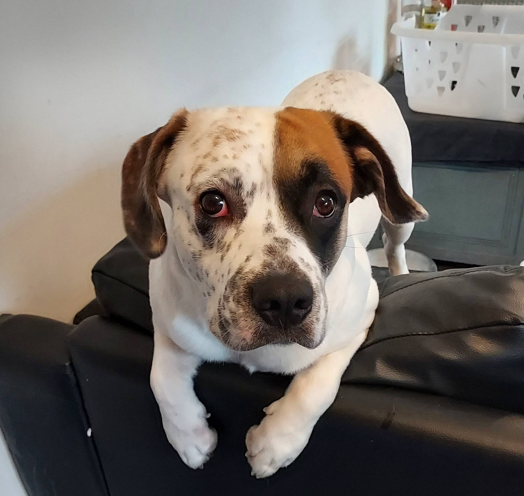 Louie joined the competition — help win amazing prizes! canidae, carnivore, collar, comfort, companion_dog, dog, dog_breed, dog_collar, fawn, fur, hunting_dog, kitchen_appliance, non_sporting_group, pet_supply, puppy_love, sporting_group, wall_socket, whiskers, working_animal, working_dog