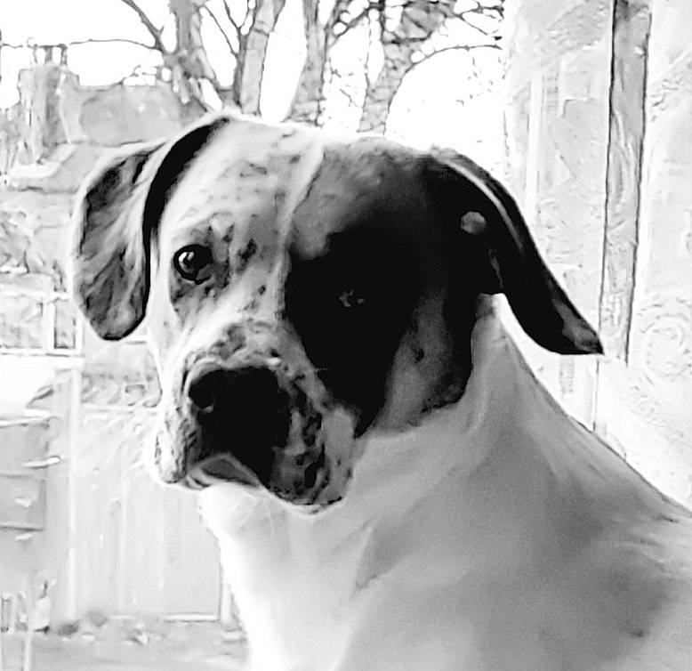 Louie joined the competition — help win amazing prizes! black_and_white, canidae, carnivore, collar, companion_dog, dog, dog_breed, dog_collar, dog_supply, eye, fawn, head, monochrome, monochrome_photography, pet_supply, sporting_group, style, tree, whiskers, working_animal