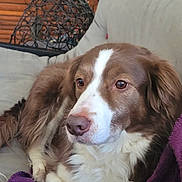 Baudelaire participe au concours pour gagner de l'argent avec cette photo : dog, brown_and_white, fluffy, sofa, couch, indoor, pet, relaxed, fur, close_up, home, furniture, companion, animal, canine, portrait, resting, cozy, domestic, comfort