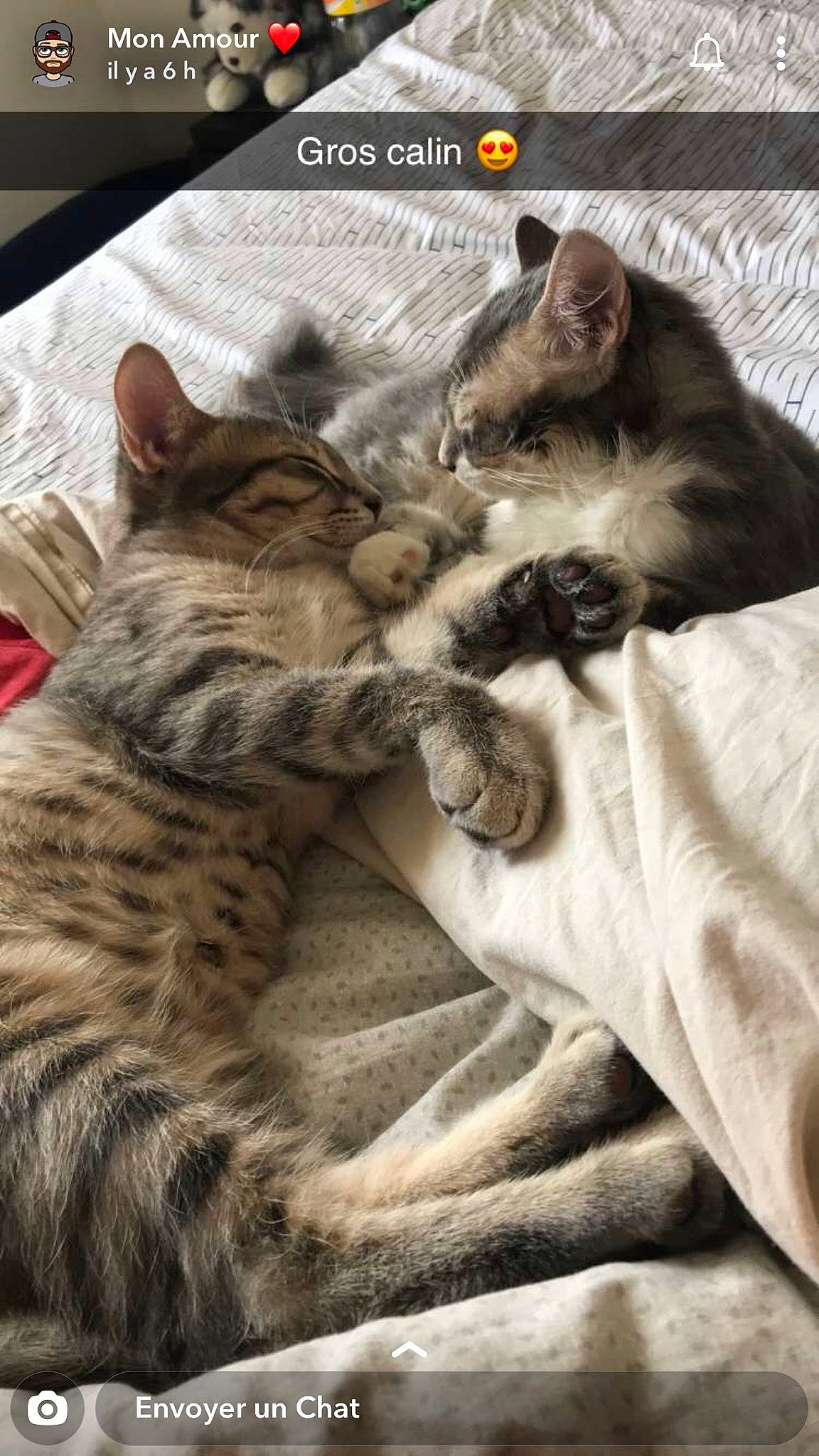 Mr Pooky Et Piétra participe au concours pour gagner de l'argent avec cette photo : asian, carnivore, cat, domestic_short_haired_cat, dragon_li, egyptian_mau, european_shorthair, felidae, hug, kitten, mammal, nap, organism, paw, photo_caption, pixie_bob, small_to_medium_sized_cats, snout, tabby_cat, whiskers