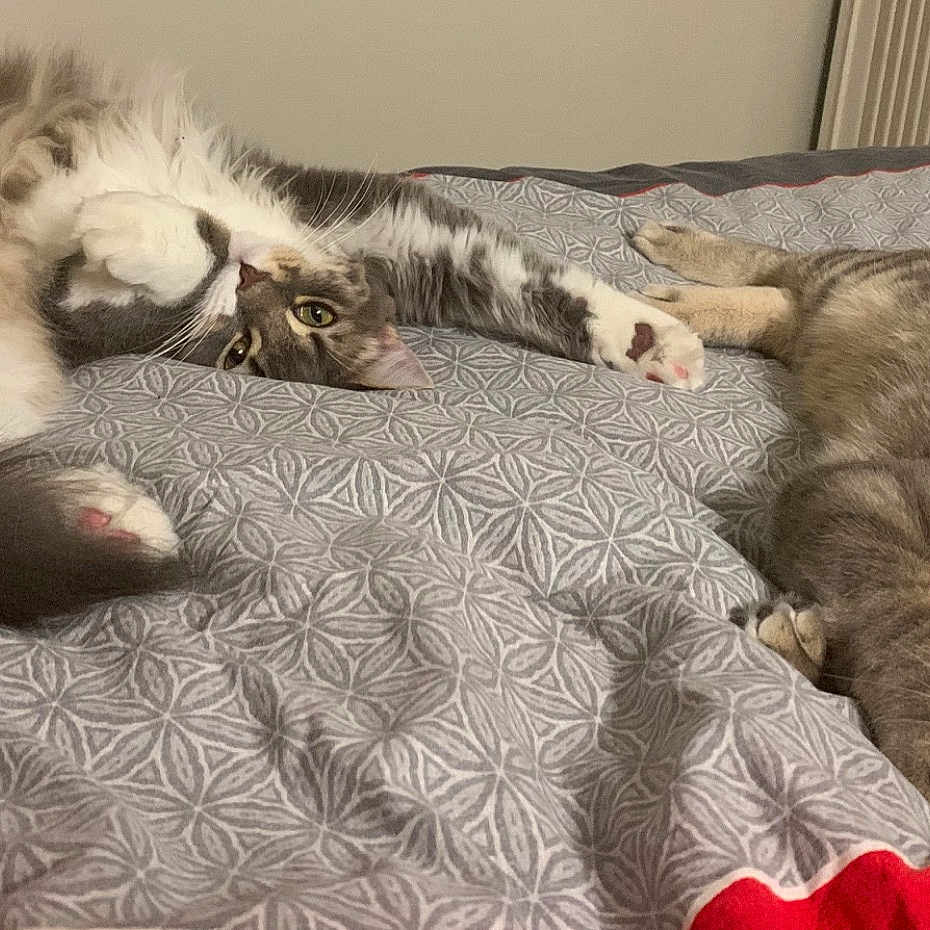 Mr Pooky Et Piétra