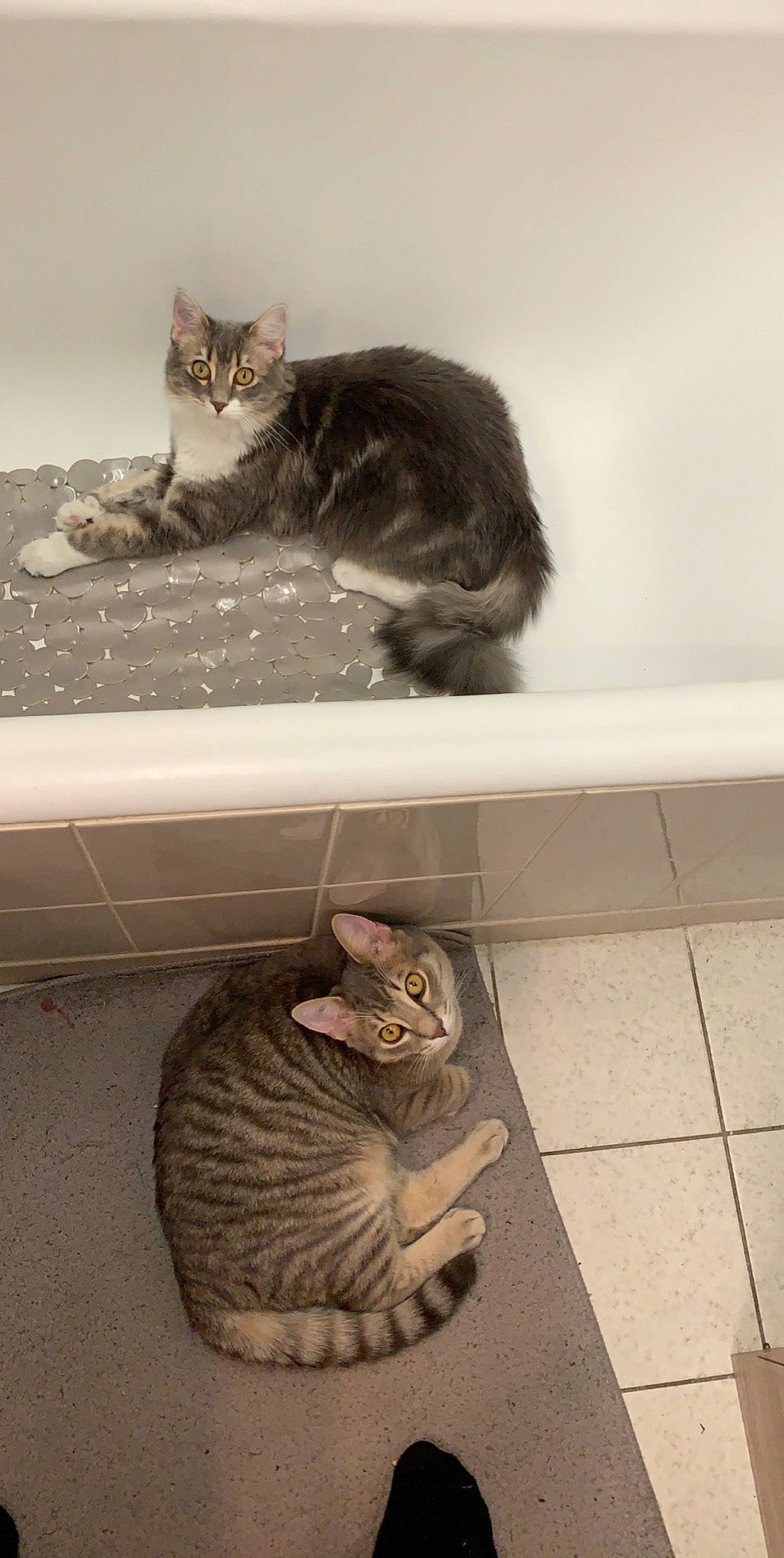 Mr Pooky Et Piétra participe au concours pour gagner de l'argent avec cette photo : aegean_cat, american_shorthair, asian, carnivore, cat, domestic_short_haired_cat, dragon_li, egyptian_mau, european_shorthair, felidae, kitten, mammal, ocicat, pixie_bob, small_to_medium_sized_cats, sokoke, tabby_cat, toyger, vertebrate, whiskers