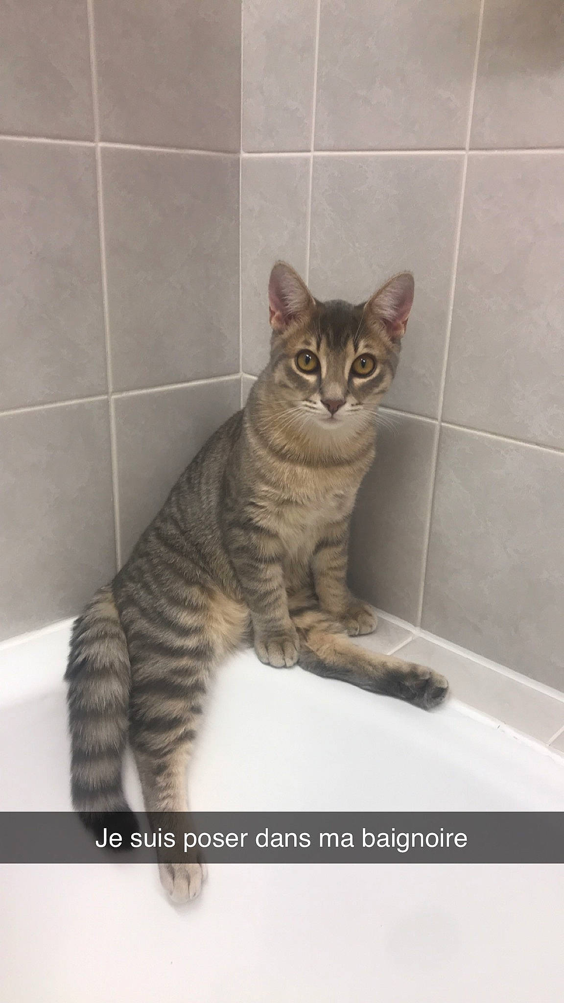 Mr Pooky Et Piétra participe au concours pour gagner de l'argent avec cette photo : american_shorthair, american_wirehair, arabian_mau, asian, australian_mist, california_spangled, carnivore, cat, domestic_short_haired_cat, dragon_li, european_shorthair, felidae, kitten, mammal, ocicat, small_to_medium_sized_cats, tabby_cat, toyger, vertebrate, whiskers