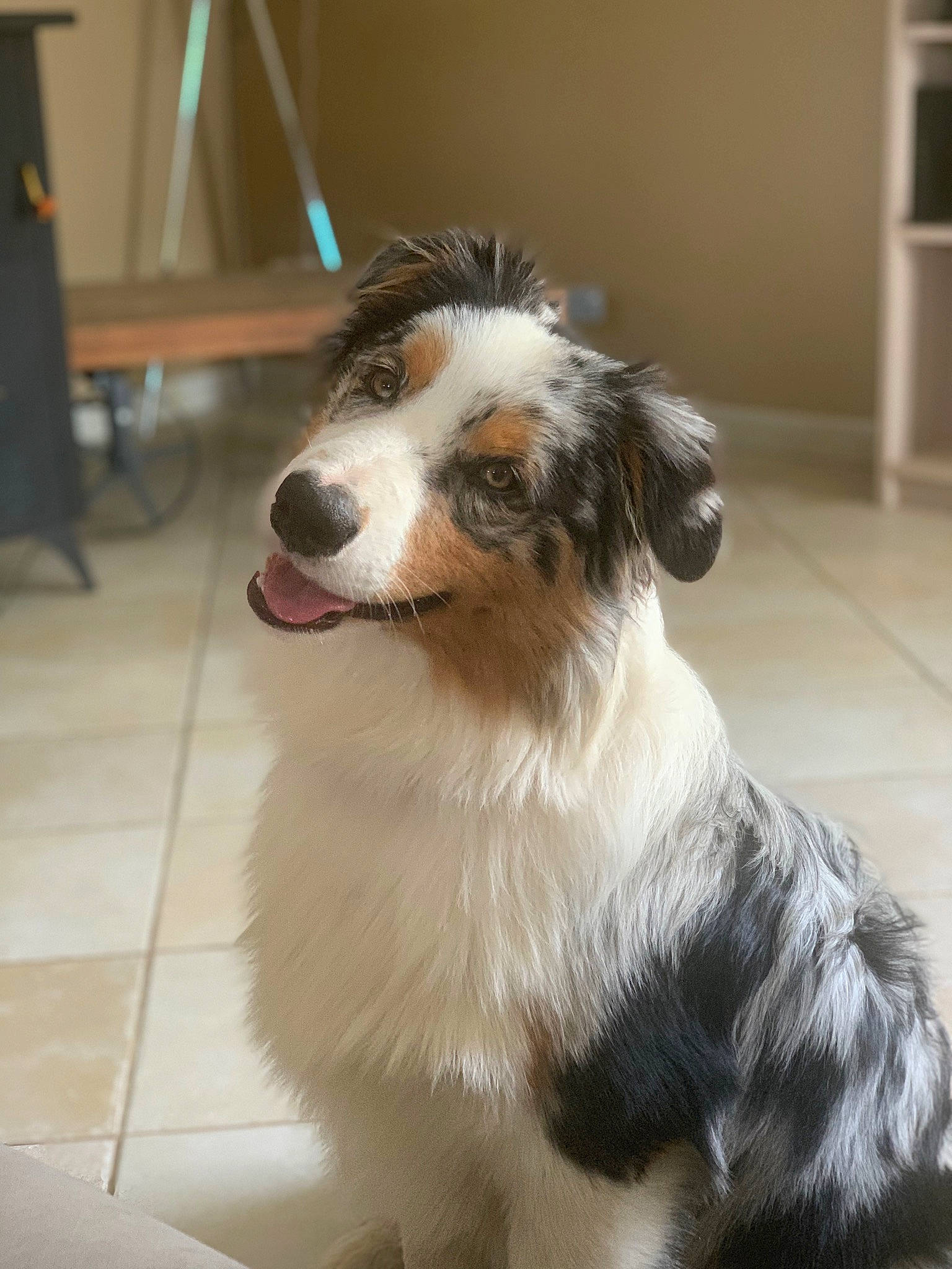 Rayven a rejoint le concours — aidez-le/la à gagner de superbes lots ! australian_collie, australian_shepherd, border_collie, canidae, carnivore, chair, companion_dog, dog, dog_breed, flooring, fur, herding_dog, miniature_australian_shepherd, plant, snout, sporting_group, terrestrial_animal, whiskers, working_dog