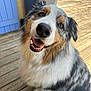animal, australian_shepherd, canine, closeup, cute, dog, ears, eyes, face, fluffy, friendly, fur, happy, nose, outdoor, pet, sitting, smiling, tongue, wooden_deck