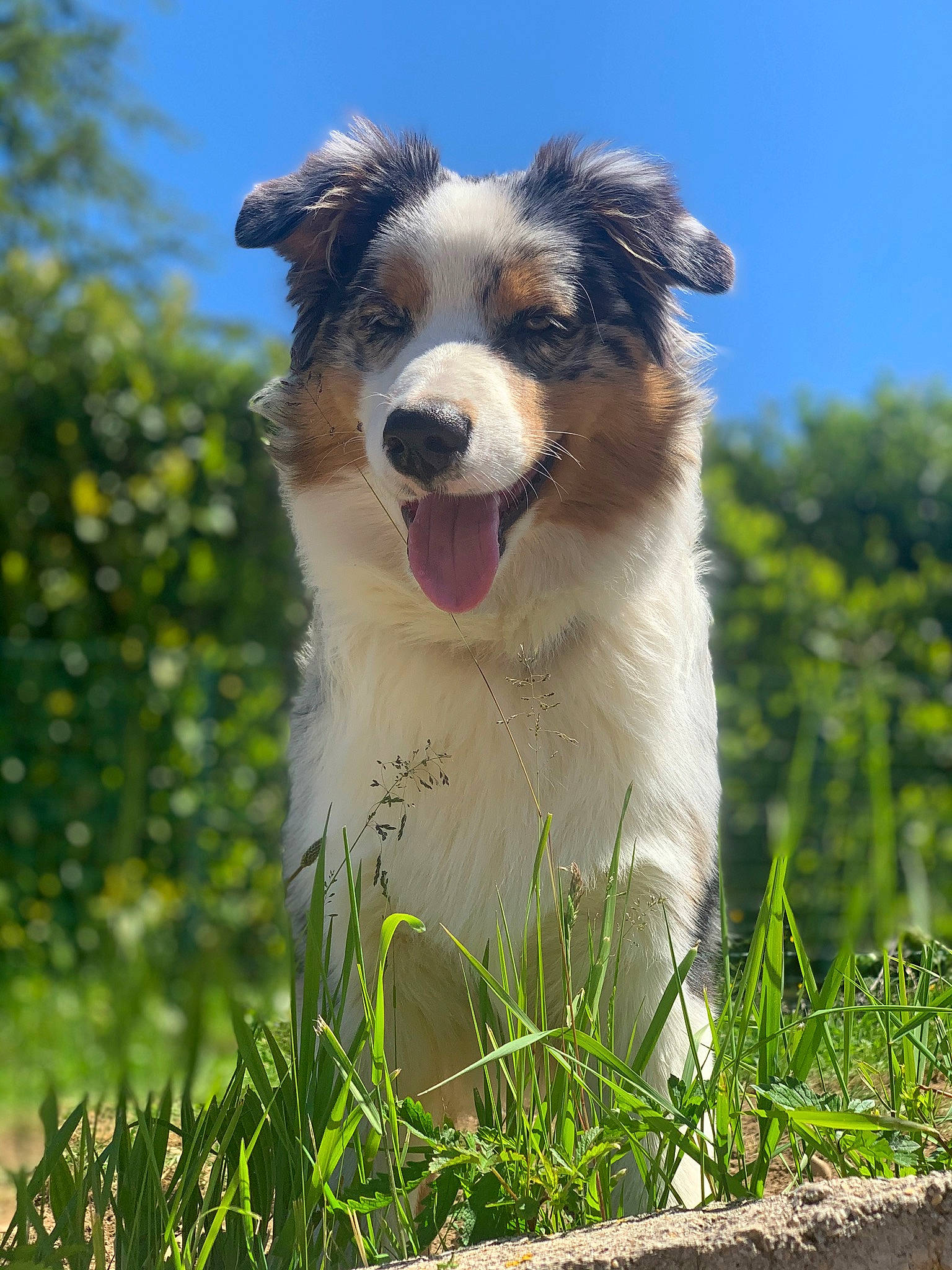 Rayven a rejoint le concours — aidez-le/la à gagner de superbes lots ! australian_shepherd, border_collie, canidae, carnivore, companion_dog, dog, dog_breed, field, grass, grass_family, grassland, herding_dog, plant, sky, snout, sporting_group, tree, whiskers, working_animal, working_dog
