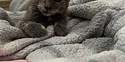 Rosie is registered to the contest to win money with this photo: animal, bed, blanket, cat, comfort, cozy, curious, cute, ears, feline, furry, grey_cat, indoor, kitten, paws, pet, relaxed, resting, soft, whiskers