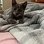 animal, bed, blanket, cat, comfort, cozy, curious, cute, ears, feline, furry, grey_cat, indoor, kitten, paws, pet, relaxed, resting, soft, whiskers