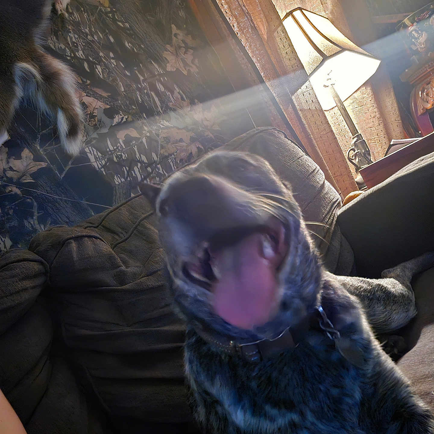 Dixie is registered to the contest to win money with this photo: animal, brown, collar, couch, cozy, dog, fur, furniture, home, indoor, lamp, light, living_room, mouth_open, patterned_wallpaper, pet, playful, relaxing, tongue, tongue_out