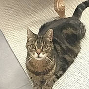 Chacha participe au concours pour gagner de l'argent avec cette photo : cat, tabby_cat, indoor, striped_rug, floor, wooden_table_leg, pet, animal, feline, whiskers, ears, tail, curious, looking_at_camera, sitting, domestic, cozy, home, brown, gray