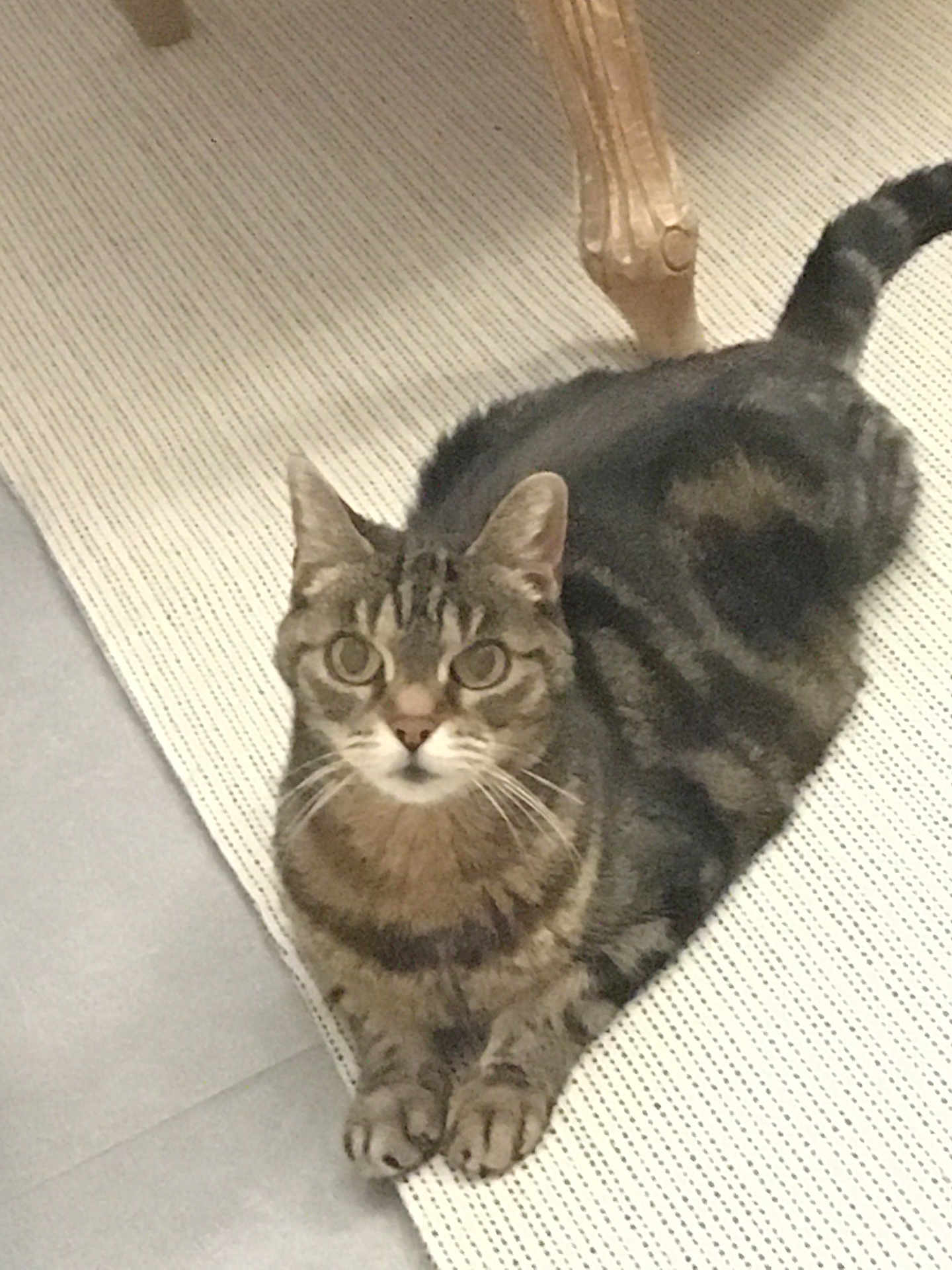 Chacha participe au concours pour gagner de l'argent avec cette photo : cat, tabby_cat, indoor, striped_rug, floor, wooden_table_leg, pet, animal, feline, whiskers, ears, tail, curious, looking_at_camera, sitting, domestic, cozy, home, brown, gray