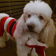Donald is registered to the contest to win money with this photo: animal, blur, blurred, canine, christmas, costume, cute, dog, evening, festive, fluffy, fur, holiday_clothing, indoor, leash, pet, portrait, red_outfit, small_dog, white_dog