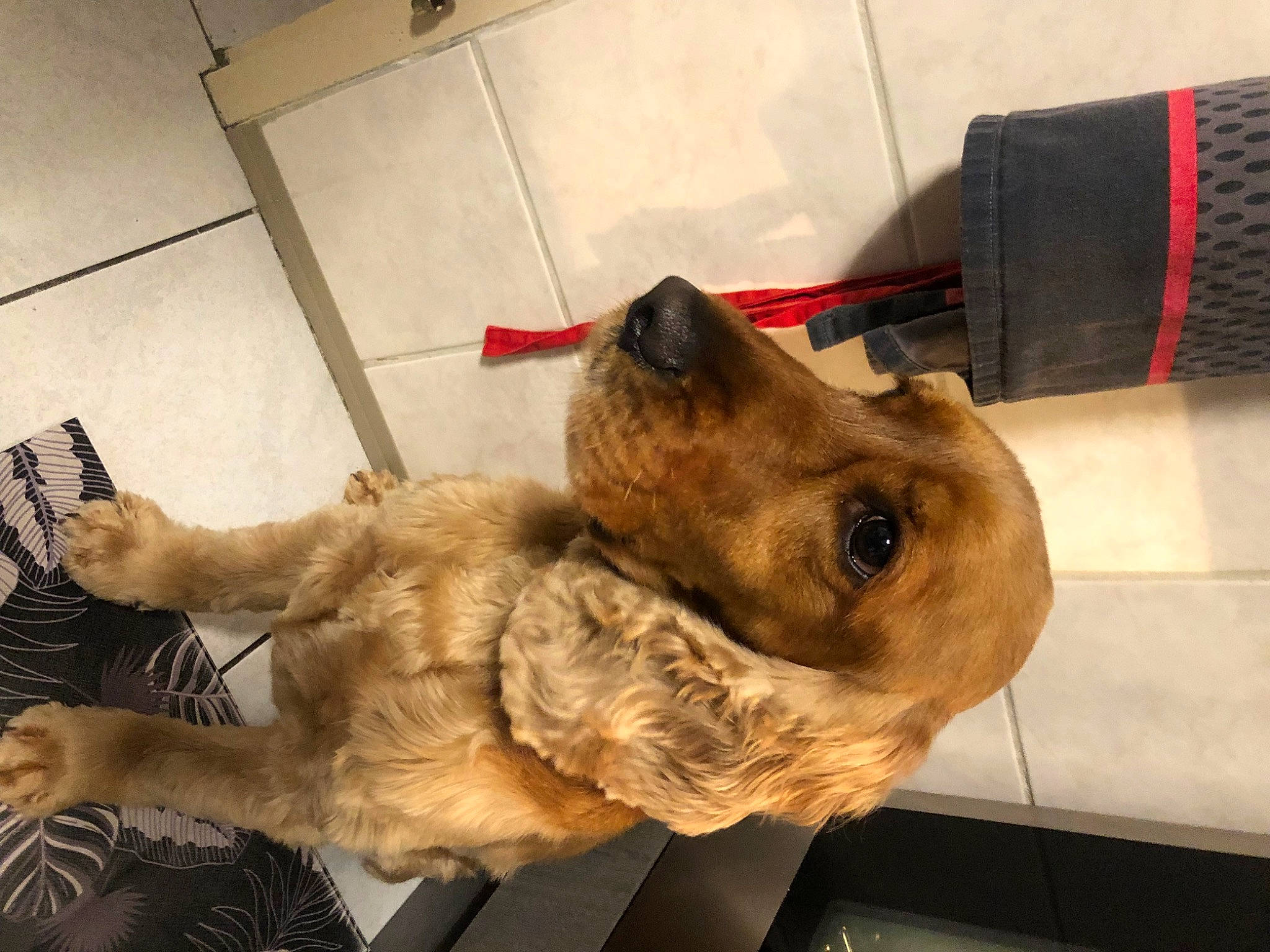 Eliot participe au concours pour gagner de l'argent avec cette photo : canidae, carnivore, collar, companion_dog, dog, dog_breed, dog_collar, fawn, felidae, fur, leash, paw, snout, sporting_group, whiskers, working_animal