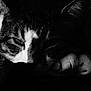 animal, black_and_white, calm, cat, close_up, expression, face, fur, indoor, mammal, monochrome, paw, pet, portrait, quiet, relaxed, resting, shadow, sleepy, whiskers