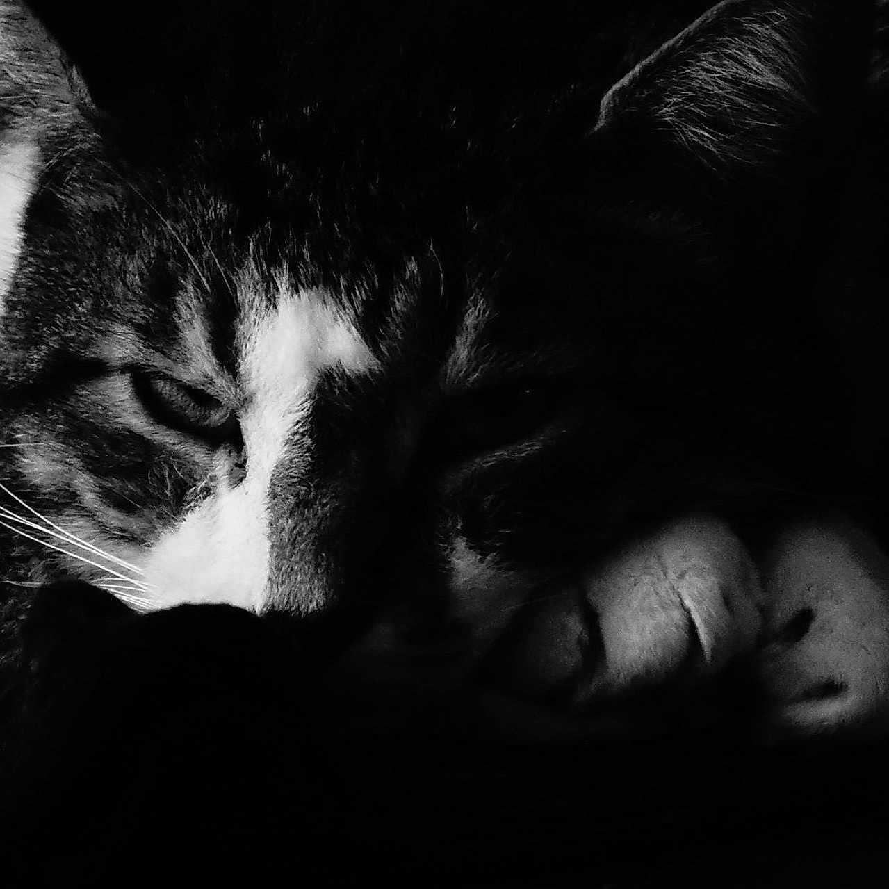 Chadoul Bob Nelson participe au concours pour gagner de l'argent avec cette photo : animal, black_and_white, calm, cat, close_up, expression, face, fur, indoor, mammal, monochrome, paw, pet, portrait, quiet, relaxed, resting, shadow, sleepy, whiskers