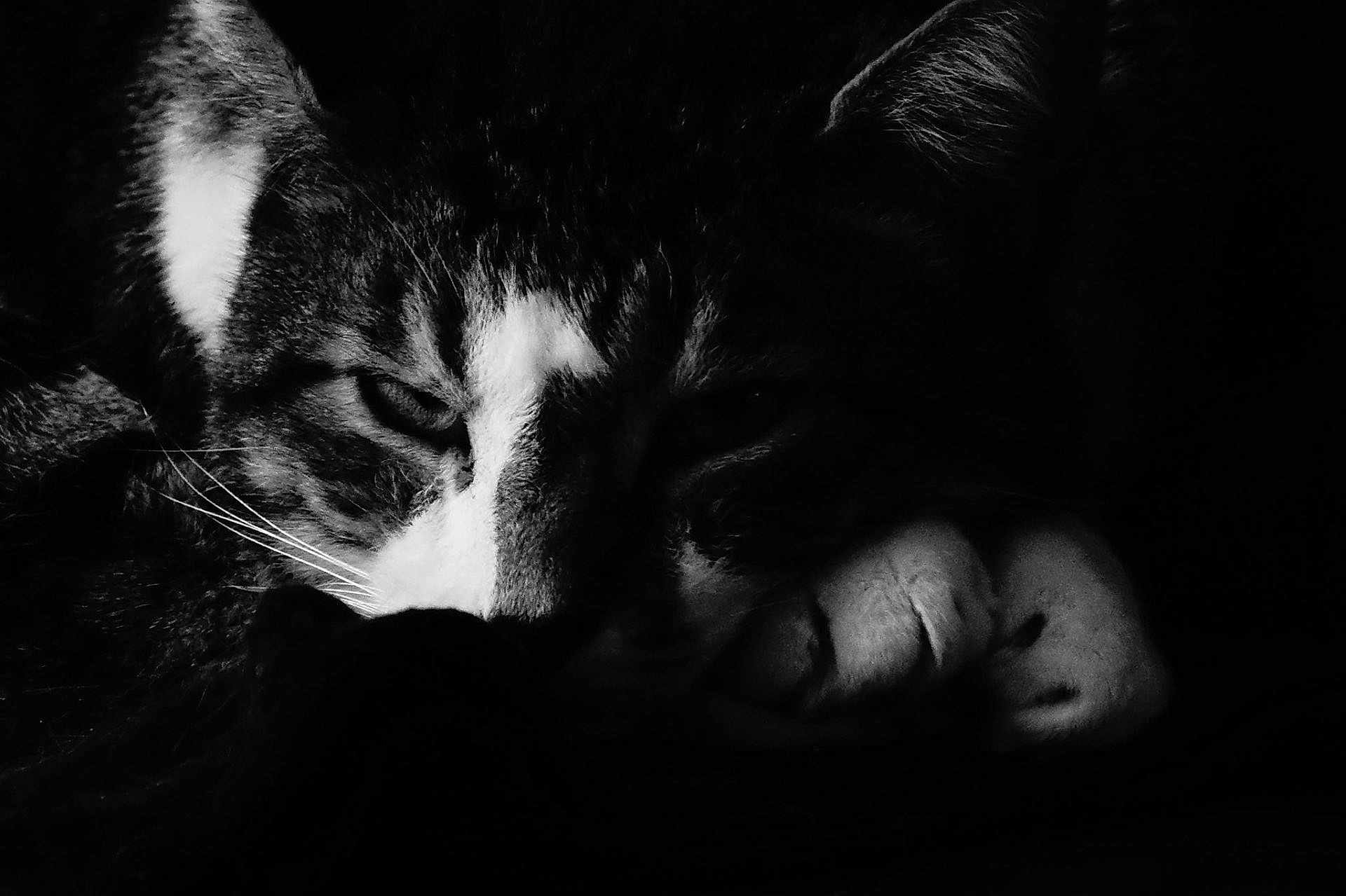 Chadoul Bob Nelson participe au concours pour gagner de l'argent avec cette photo : animal, black_and_white, calm, cat, close_up, expression, face, fur, indoor, mammal, monochrome, paw, pet, portrait, quiet, relaxed, resting, shadow, sleepy, whiskers