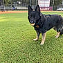 Akita is registered to the contest to win money with this photo: animal, ball, baseball_field, canine, collar, daytime, dog, ears, fence, german_shepherd, grass, nature, outdoor, pet, playful, sports, stadium, standing, sunlight, tag