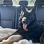 Akita joined the competition — help win amazing prizes! animal, backseat, black_dog, blanket, car_interior, collar, dog, domestic_animal, ears_up, fur, german_shepherd, happy, pet, relaxed, sunlight, tag, tongue_out, transportation, trees, window