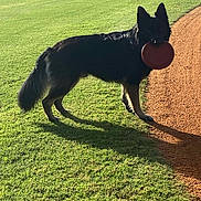 Akita is registered to the contest to win money with this photo: active, animal, canine, daytime, dog, exercise, field, frisbee, german_shepherd, grass, mammal, nature, outdoor, park, pet, playing, recreation, shadow, standing, sunlight