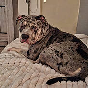 Fury participe au concours pour gagner de l'argent avec cette photo : animal, bed, blanket, canine, comfort, cozy, dog, domestic, door, fan, fur, home, indoor, laying_down, looking_back, mammal, pet, relaxed, resting, spotted