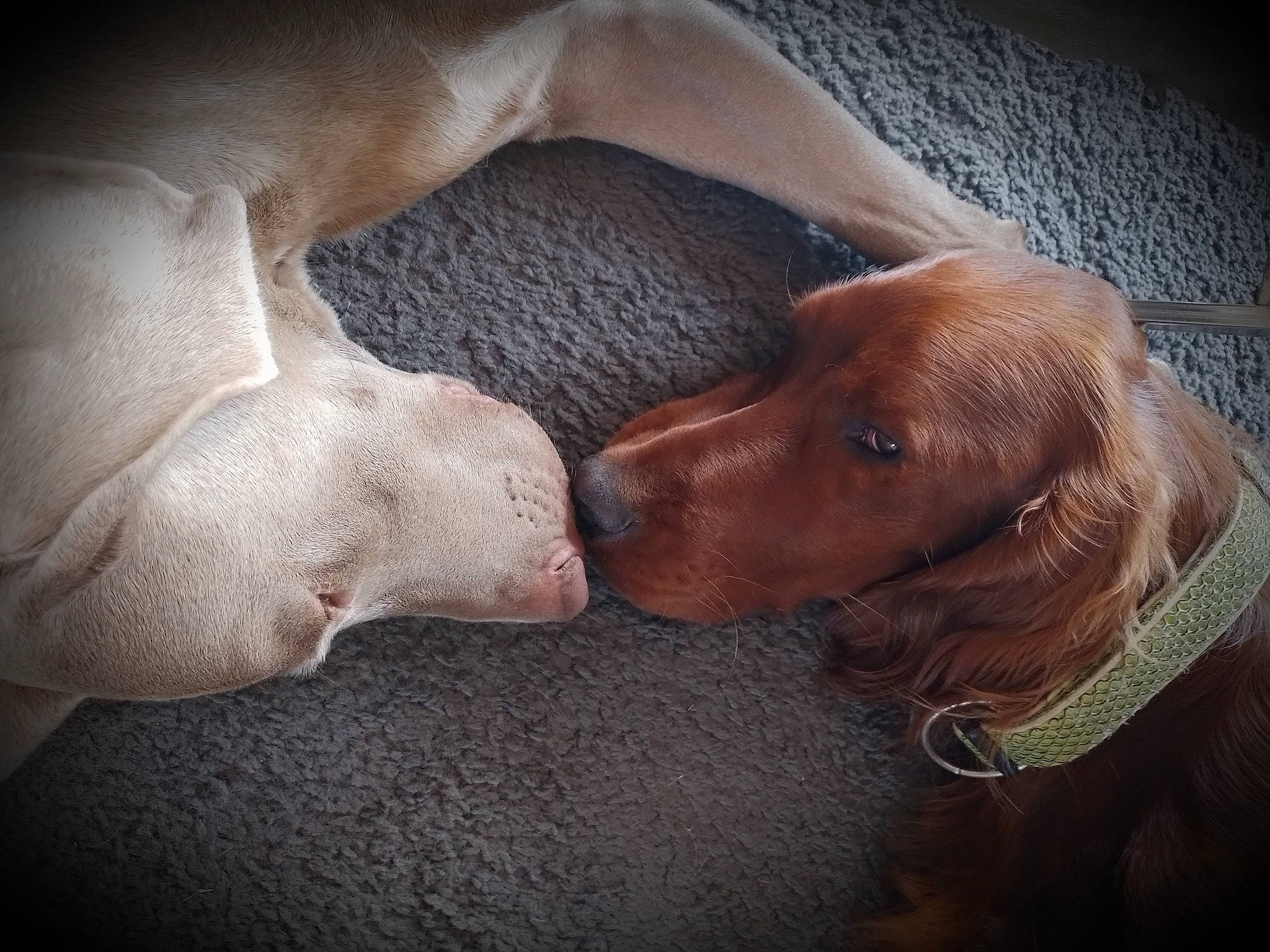 Sheldon participe au concours pour gagner de l'argent avec cette photo : canidae, carnivore, comfort, companion_dog, dog, dog_breed, dog_supply, ear, fawn, gun_dog, hound, liver, mammal, pet_supply, pointing_breed, snout, sporting_group, vertebrate, whiskers, working_animal