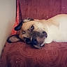 dog, pug, pet, sleeping, lying_down, couch, furniture, indoor, home, portrait, animal, wrinkled_face, short_muzzle, floppy_ears, cream_fur, black_mask, relaxed, orange_heart, sparkles, vertical_photo