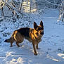 Kira participe au concours pour gagner de l'argent avec cette photo : dog, german_shepherd, snow, winter, outdoor, pet, canine, animal, fur, portrait, sunlight, shadow, yard, fence, tree, cold, paw_prints, standing, playful, nature