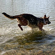 Kira participe au concours pour gagner de l'argent avec cette photo : dog, german_shepherd, water, splash, lake, shore, outdoor, nature, running, motion, action_shot, wet, jumping, park, ripples, reflection, grass, trees, play, canine