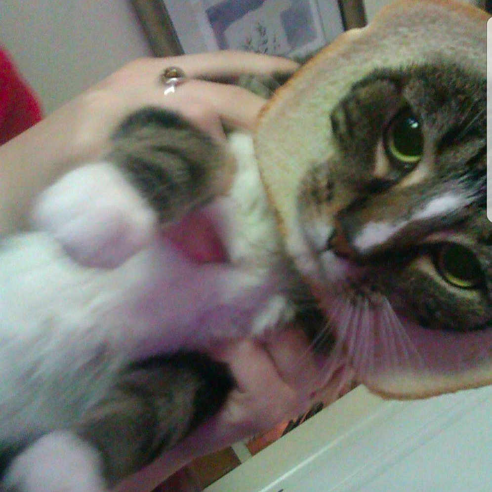 Minnie Moo Moo