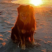 Ollie participe au concours pour gagner de l'argent avec cette photo : dog, beach, sand, sunset, sunlight, golden_hour, outdoor, animal, pet, sitting, nature, water, shoreline, warm_light, silhouette, happy, fur, canine, calm, landscape