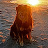 dog, beach, sand, sunset, sunlight, golden_hour, outdoor, animal, pet, sitting, nature, water, shoreline, warm_light, silhouette, happy, fur, canine, calm, landscape