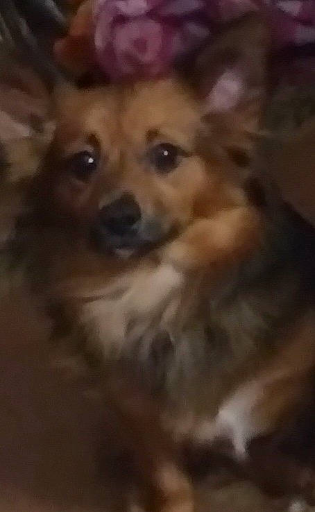 Gade joined the competition — help win amazing prizes! carnivore, companion_dog, dog, dog_breed, fawn, fur, non_sporting_group, sporting_group, terrestrial_animal, toy_dog, whiskers, wood, working_animal