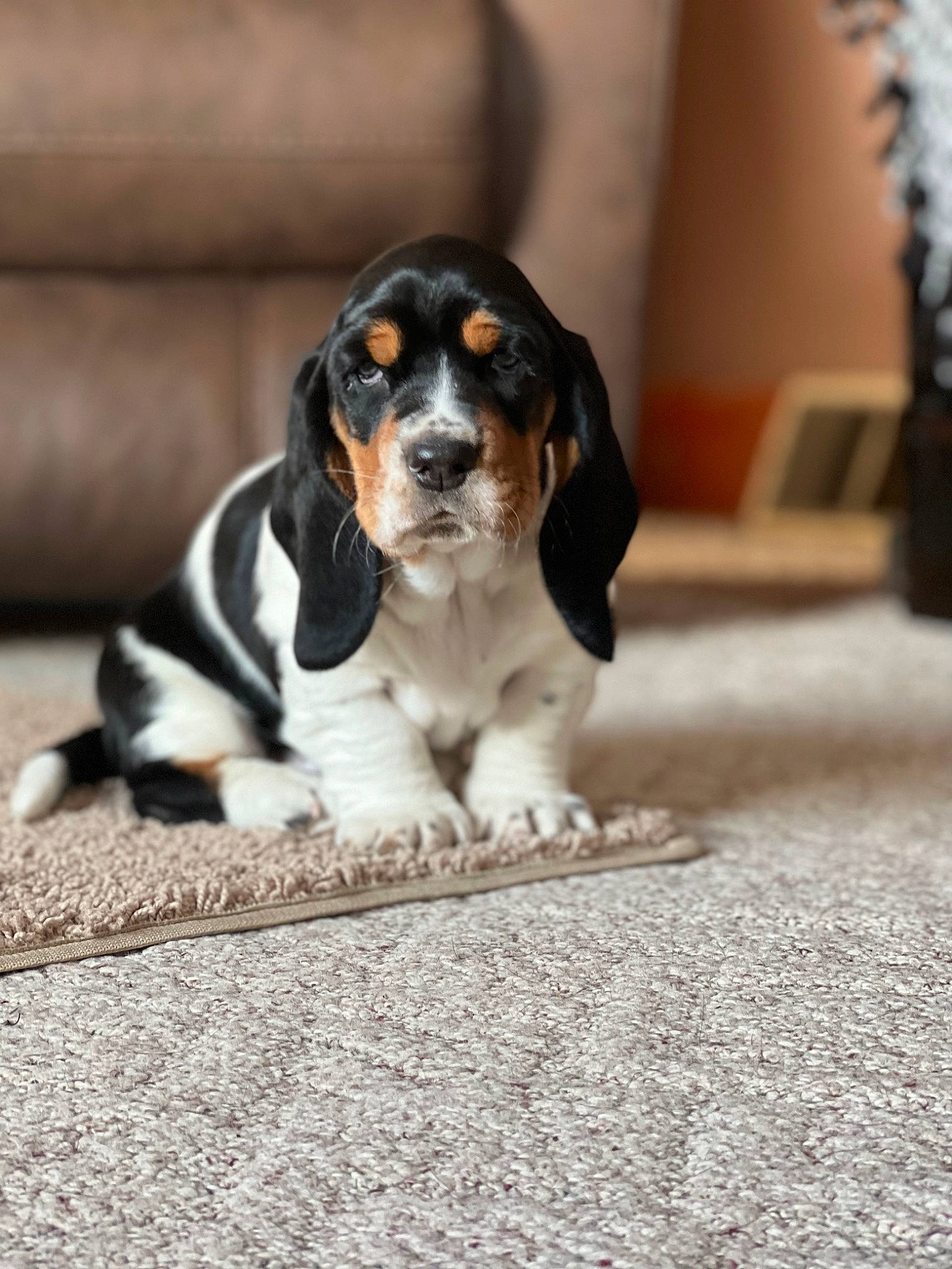 Hazel joined the competition — help win amazing prizes! bored, canidae, carnivore, companion_dog, couch, dog, dog_breed, flooring, flowerpot, fur, hound, houseplant, hunting_dog, paw, scent_hound, sporting_group, terrestrial_animal, whiskers, working_animal, working_dog