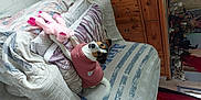 Tokyo participe au concours pour gagner de l'argent avec cette photo : bag, bed_sheet, bedding, cabinetry, chest_of_drawers, comfort, companion_dog, couch, cupboard, door, drawer, flooring, hardwood, linens, pattern, room, stuffed_toy, textile, toy, wood