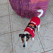 Tokyo participe au concours pour gagner de l'argent avec cette photo : animal, bone_pattern, brown_and_white_fur, casual, companion, cozy, curious_look, cute, dog, domestic, floor_tiles, indoor, looking_up, patterned_fabric, pet, purple_fabric, red_sweater, small_dog, tiled_floor, white_tail