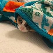 Callie is registered to the contest to win money with this photo: cat, blanket, bed, cozy, curious, hiding, indoor, pet, fur, whiskers, resting, comfort, animal, cute, colorful, soft, texture, domestic, relaxed, peek