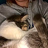 cat, person, hoodie, sleeping, cuddle, fur, tail, closeup, indoor, comfort, relaxation, pet, animal, cozy, gray, casual, rest, warmth, domestic, snuggle