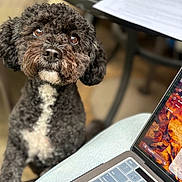Peppa joined the competition — help win amazing prizes! dog, black_dog, white_chest, curly_fur, pet, indoor, laptop, keyboard, table, paper, blurred_background, person_lap, technology, cozy, cute, looking_up, close_up, home_office, work_from_home, companion