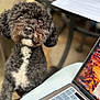 dog, black_dog, white_chest, curly_fur, pet, indoor, laptop, keyboard, table, paper, blurred_background, person_lap, technology, cozy, cute, looking_up, close_up, home_office, work_from_home, companion
