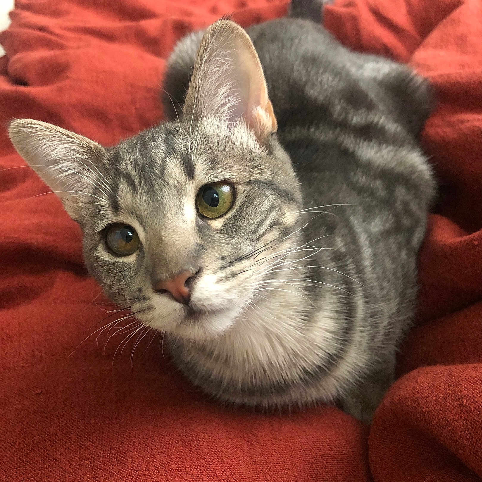 Rhaenys is registered to the contest to win money with this photo: animal, blanket, cat, close_up, cozy, curious, cute, domestic, ears, eyes, feline, fur, indoor, lying_down, pet, resting, soft_texture, tabby, whiskers, young_cat