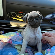Grogu joined the competition — help win amazing prizes! puppy, dog, pug, blanket, car_interior, hand, pet, cute, young_animal, animal, fur, sitting, looking, indoors, soft_light, cozy, comfort, portrait, companion, domestic_animal